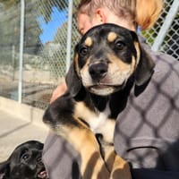 CHIEN GAROU QCN, chien à adopter
