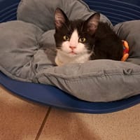 AZOR, chat à adopter