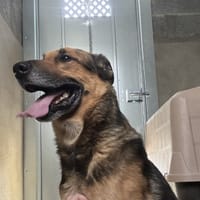 OUPS, chien à adopter