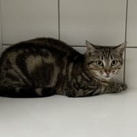 Sardine, chatte à adopter