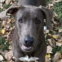 SMOOKY, chien à adopter