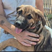 Ava, chienne à adopter