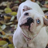 SNOWIE, chienne à adopter