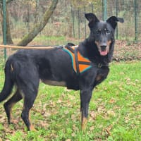 NOUBA dite MAYA, chienne à adopter