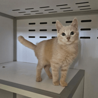LASER, chatte à adopter
