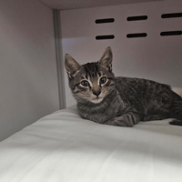LUBEK, chat à adopter