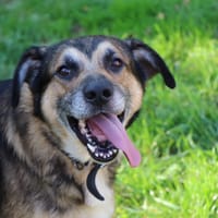 BOUBA, chien à adopter