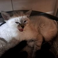 mick, chat à adopter
