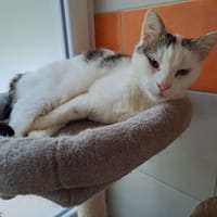 boots, chat à adopter