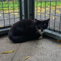 MOUSTACHE, chat à adopter