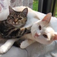 CHOUPI, chat à adopter