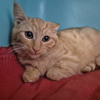 AUREL, chat à adopter