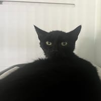 CHOUP CHOUP (RESERVE), chat à adopter