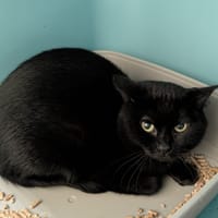 NUTELLA, chat à adopter