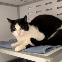 SIMBA, chat à adopter