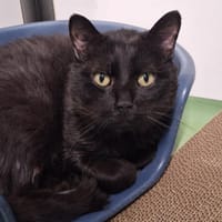 Vamp, chat à adopter