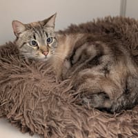 PONGO, chat à adopter