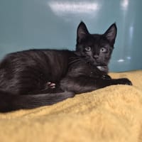 Apache, chat à adopter