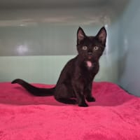 Apache, chat à adopter