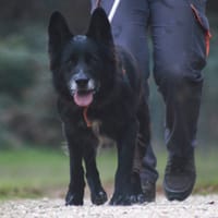 Khoi, chien à adopter