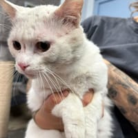 FANTOME, chat à adopter