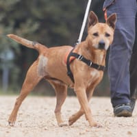 Mina, chienne à adopter