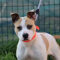 LANA HAA24641, chienne à adopter