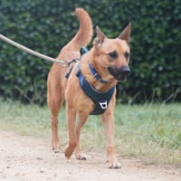 Ulia, chienne à adopter