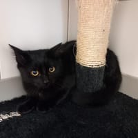 ZORRO, chat à adopter