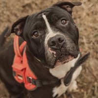 NARCOS HAA24651, chien à adopter