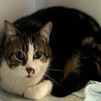 LOLA, chatte à adopter
