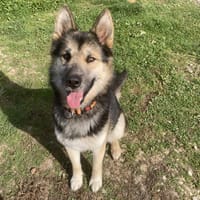 ULYSSE, chien à adopter