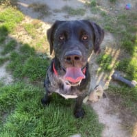 SIMBA, chien à adopter
