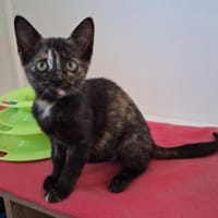 duchesse, chatte à adopter
