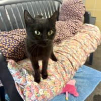 Mulan (réservée), chatte à adopter