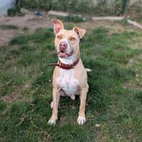Ucco, chien à adopter