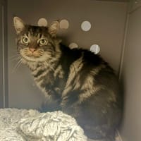 Angus, chat à adopter