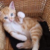 Asko, chat à adopter