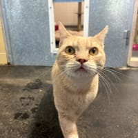 Baristo, chat à adopter
