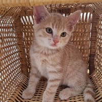 Aaron, chat à adopter