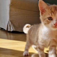 Arthur, chat à adopter