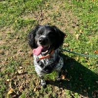 PORZHIG QCN, chien à adopter