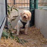 Jacky, chien à adopter