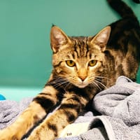Bigoudi (chaton), chat à adopter