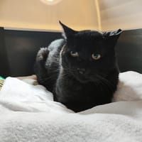 GASPARD, chat à adopter