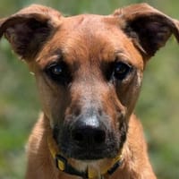RAPH, chien à adopter