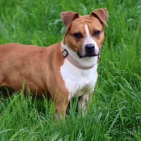 Steffy (réservée), chienne à adopter