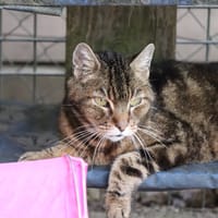 ZOLA, chat à adopter