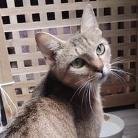 MOUMOUTE, chatte à adopter