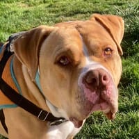 SAAD, chien à adopter